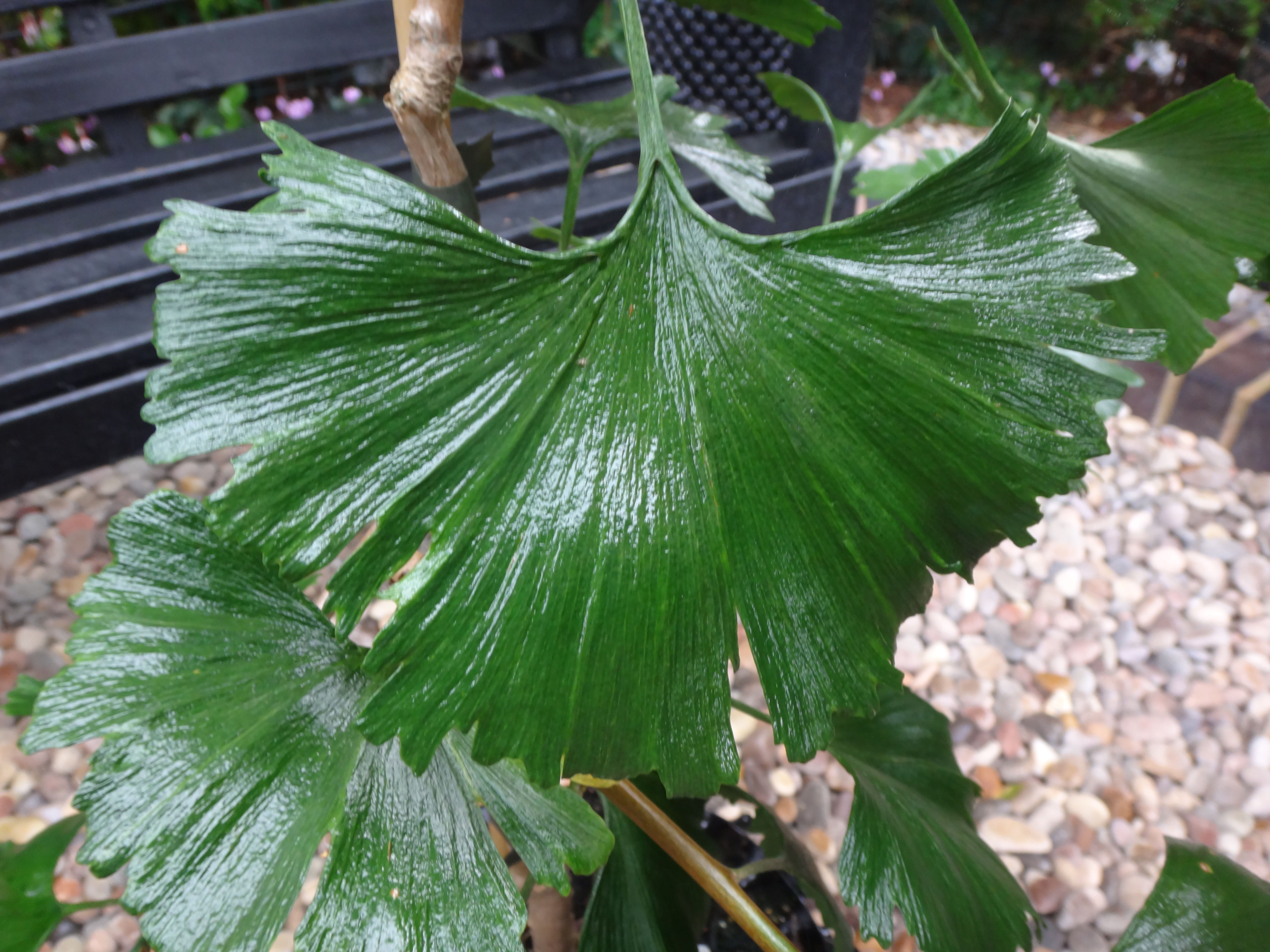 Ginkgo biloba 'Pendula Gruga’