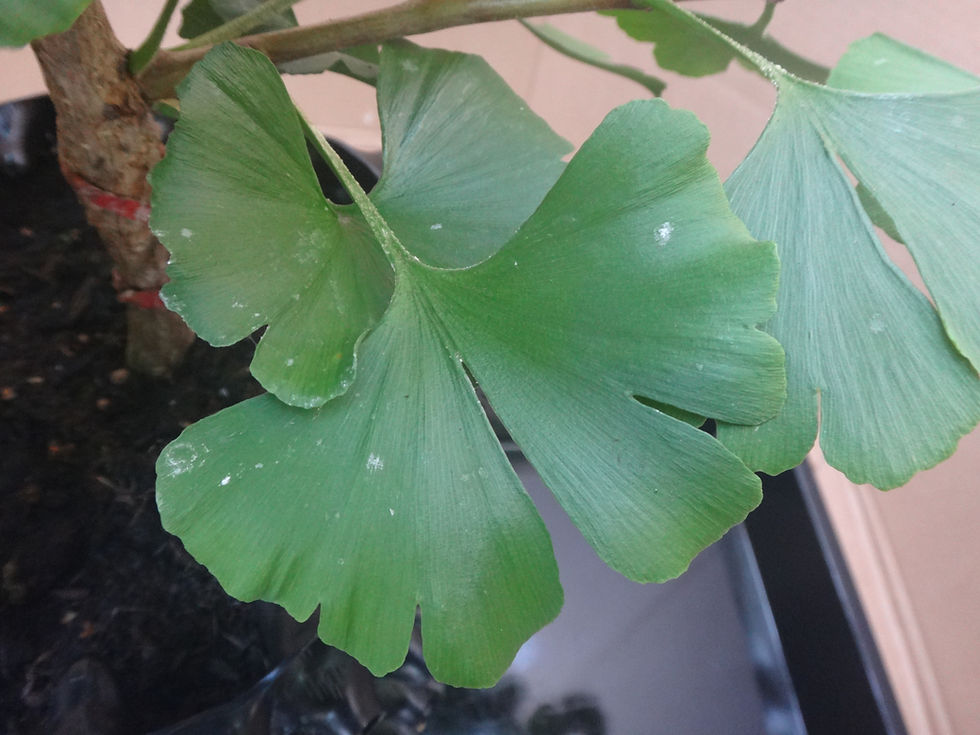 Thumbnail: Ginkgo biloba 'Little Pete' Syn. 'Pete's Dwarf'