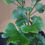 Thumbnail: Ginkgo biloba 'Chase Manhattan' syn. 'Bonn's Dwarf'