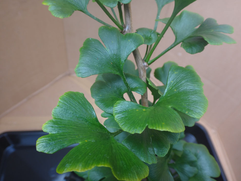 Thumbnail: Ginkgo biloba 'Chase Manhattan' syn. 'Bonn's Dwarf'