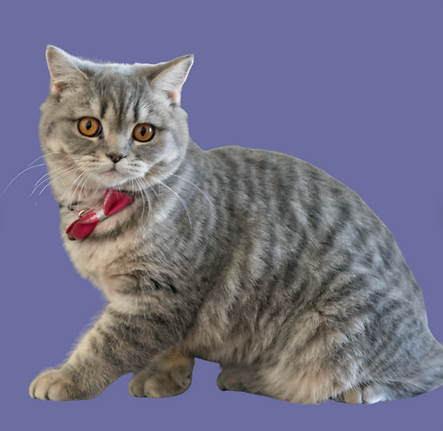 Ekran Resmi 2025-03-24 00.31.49.png