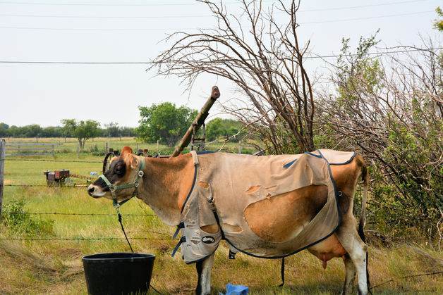 A cow with a harness standing in the middle of a nearly abandoned village, with a black bucket near its front legs, surrounded by a grassy field, trees, and a fence.
