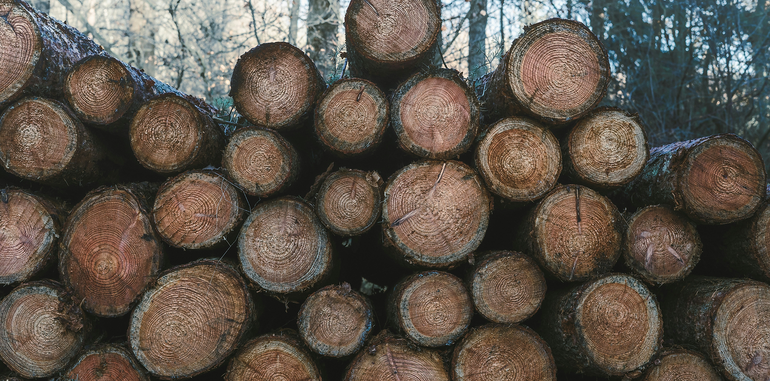 Stacked logs in a forest setting._edited