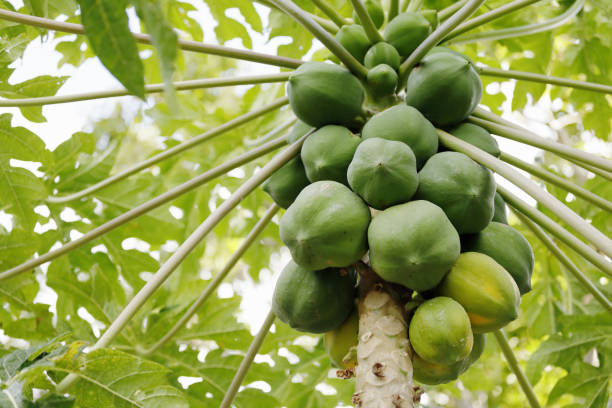 Papaya3