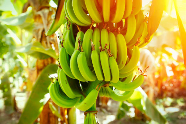 Banana1