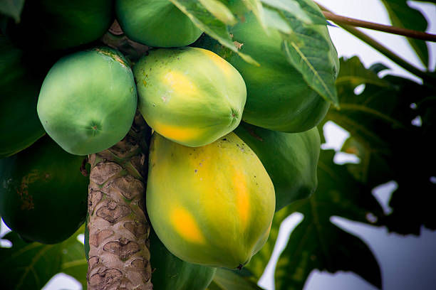 Papaya1