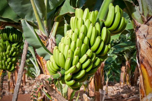 Banana5