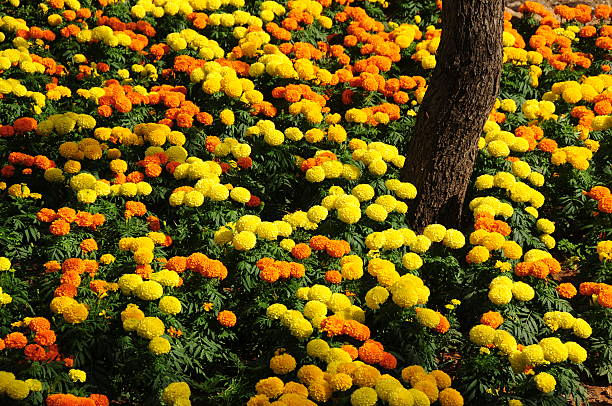 Marigold3