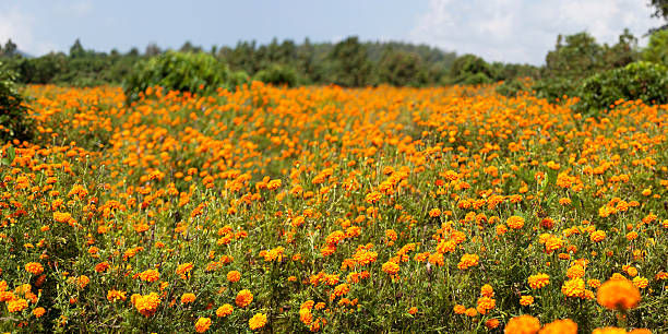 Marigold2