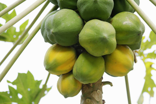 Papaya2