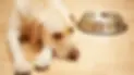 1_Hungry-Labrador.webp