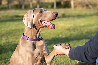 A weimaraner greets a person. The dog gives its claw to a person. The dog is looking direc