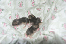 Uppdatering om bebisarna