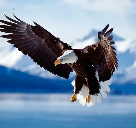Eagle.webp