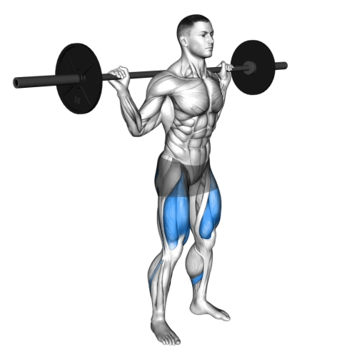 Squat.gif