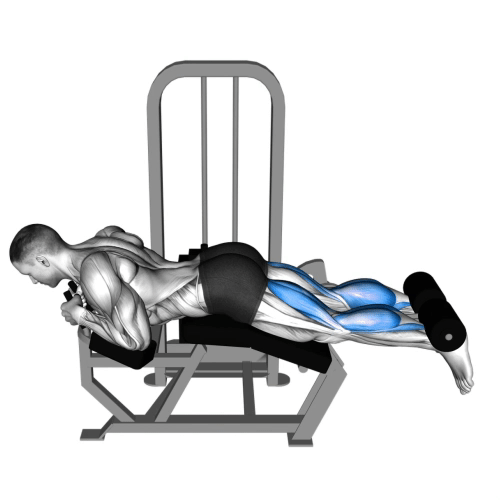 Leg curl.gif