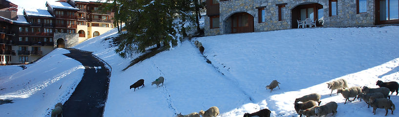 Moutons.JPG