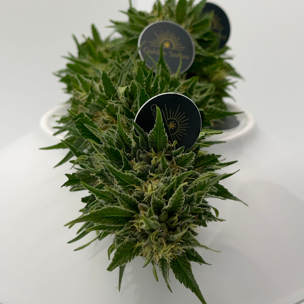 Thumbnail: 1 kg Midwest CBD hemp extract 70% CBD
