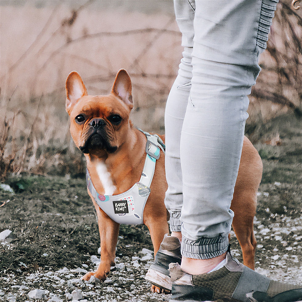 Thumbnail: Harness,for dogs,small rasy,grey