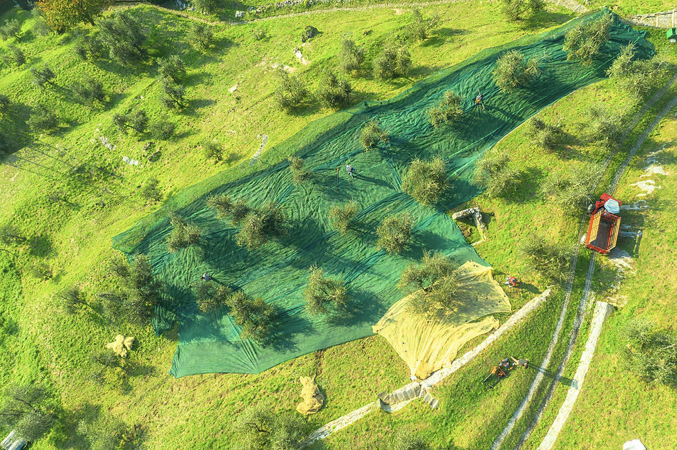 Miniaturbild: Gaiatto Leccino - 2025 - 500 ml