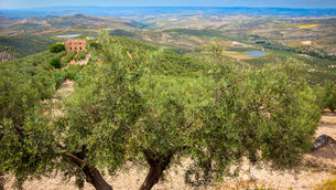 Drei Viertel des spanischen Olivenanbaus sind unrentabel. Von Demut bei Investmentgesellschaften und Nahrungsmittelindustrie keine Spur.