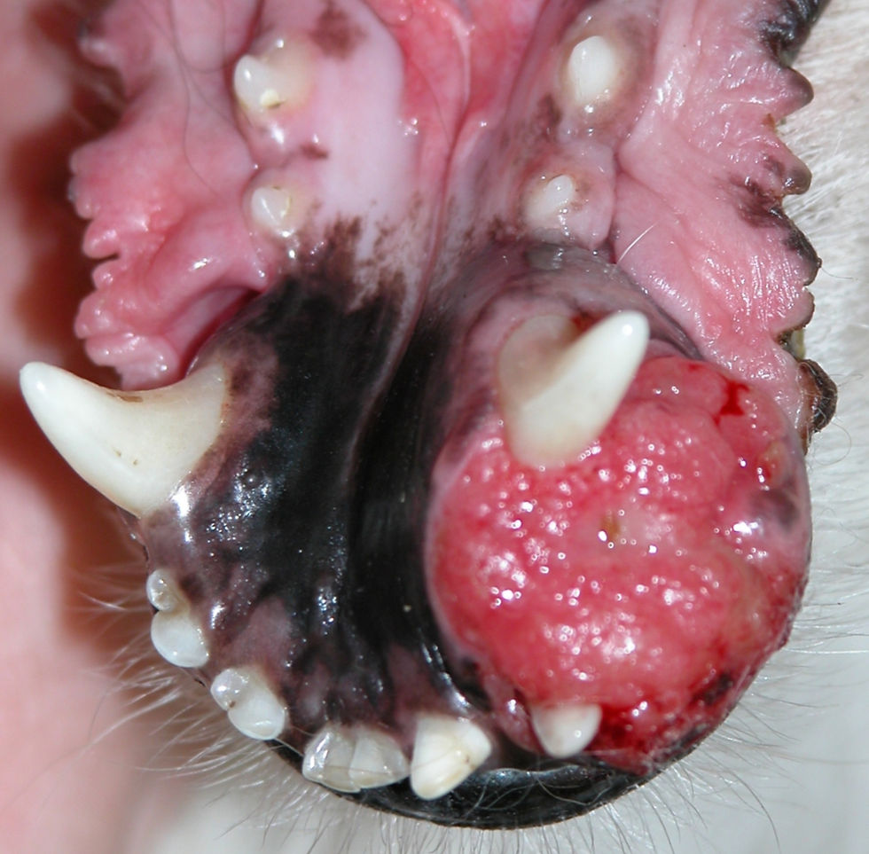 Management of Oral/Maxillofacial Tumors (2:00 PM ET)