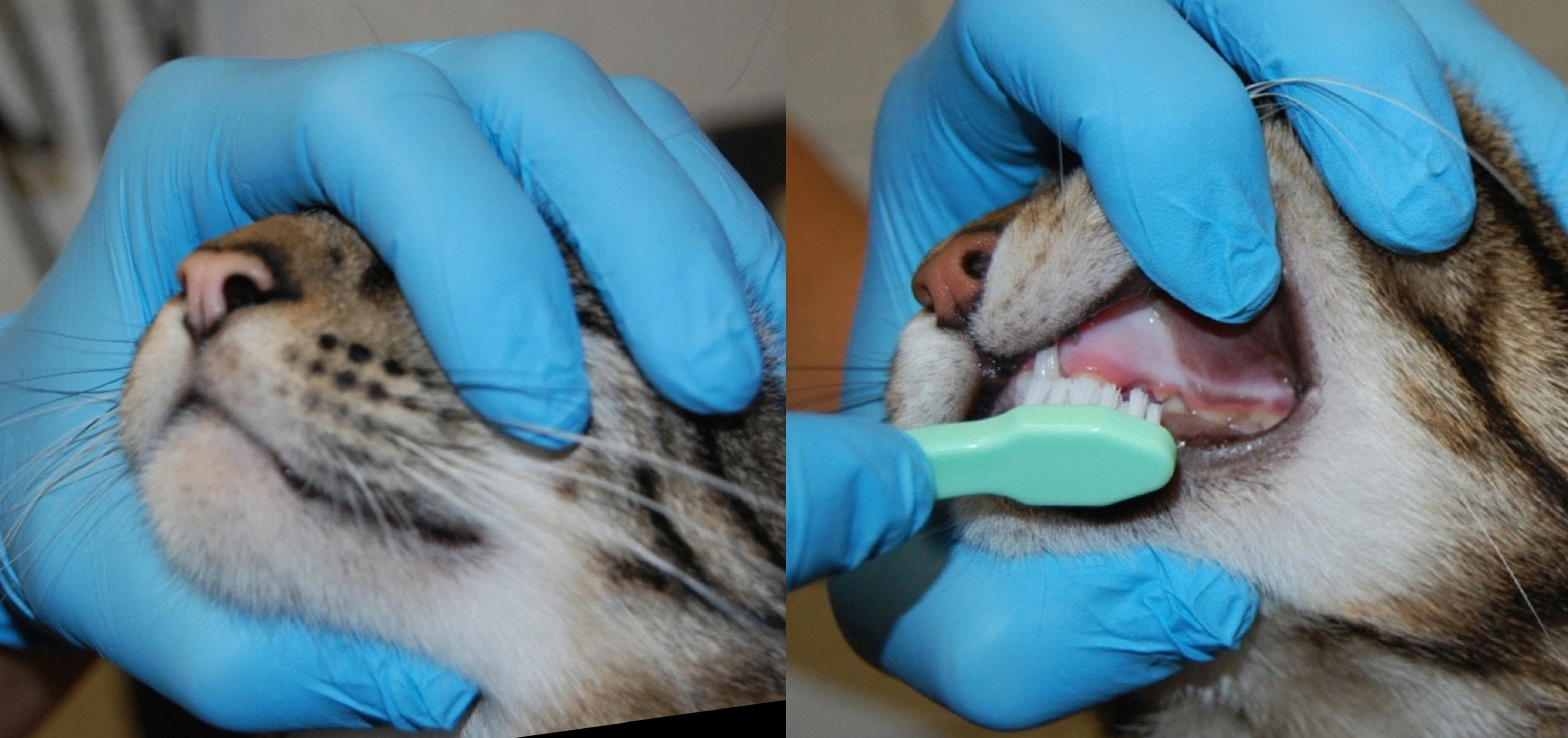 Assisting with Dentistry and Oral Surgery Part 1