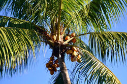 29339942_10213747393351340_1568776851139067904_o