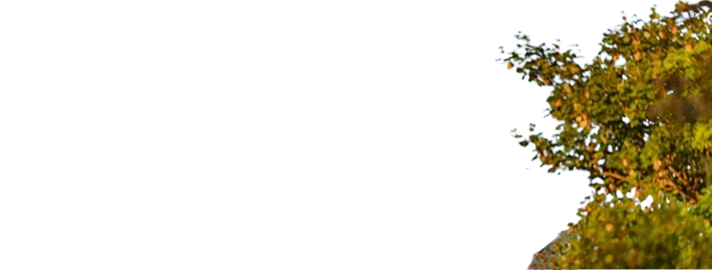 Tree Front.png