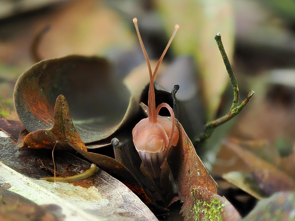 A hidden lantern in the forest