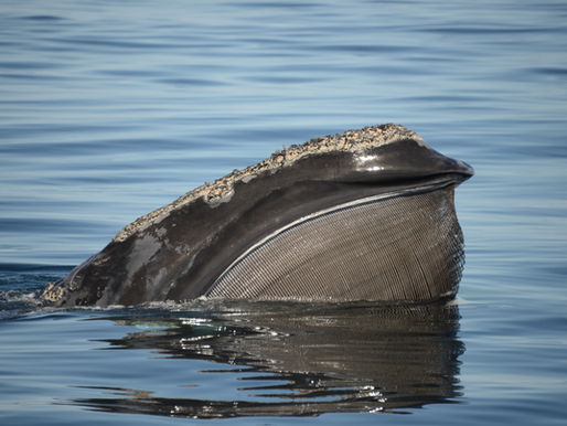 North Atlantic right whale