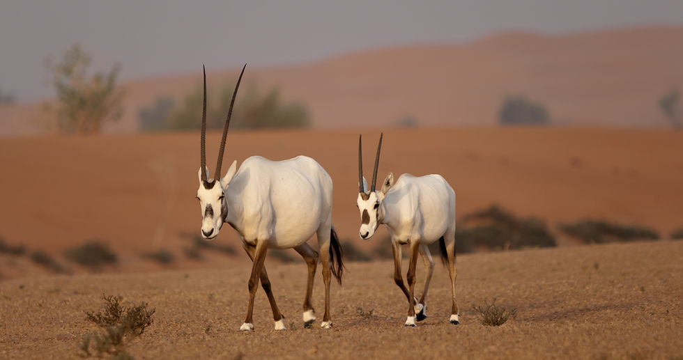 Arabian oryx