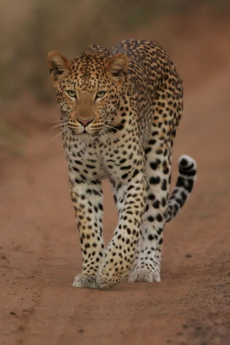 A majestic leopard. Credit: Christian Sperka Animal Art Photography - Christian Sperka LLC