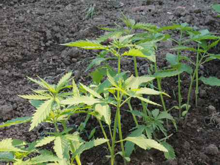 Hemp sprouts at Farmington Historic Plantation in Louisville