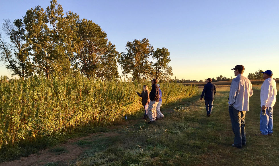 Kentucky Hempsters Co-founder is pictures (far left) inspecting University of Kentucky hemp crop with project team on September 15, 2015. Dr. David Williams is pictured to the far right, and was essential in executing the project that season. - Photo By Kentucky Hempsters