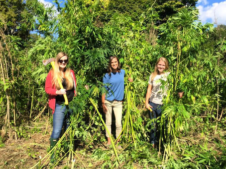Historic hemp harvest at Farmington Historic Plantation in Louisville