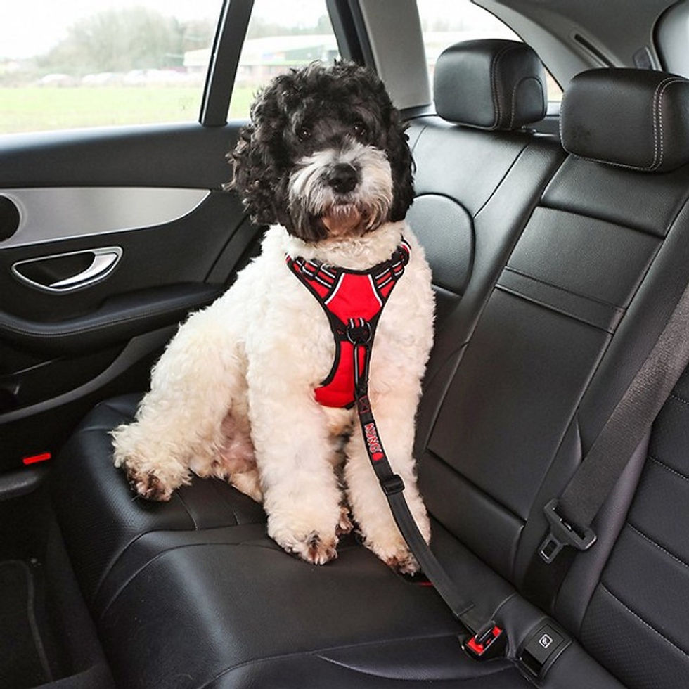 Thumbnail: KONG SEATBELT TETHER