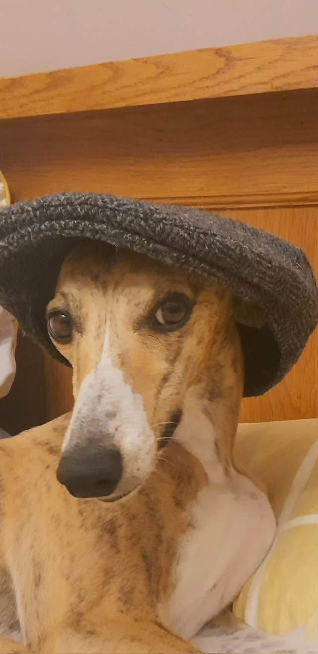 TIGGY