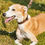Thumbnail: HERITAGE HOUNDS DOG LEAD & COLLAR