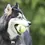 Thumbnail: KONG SQUEAKER AIR BALL WITH ROPE DOG TOY