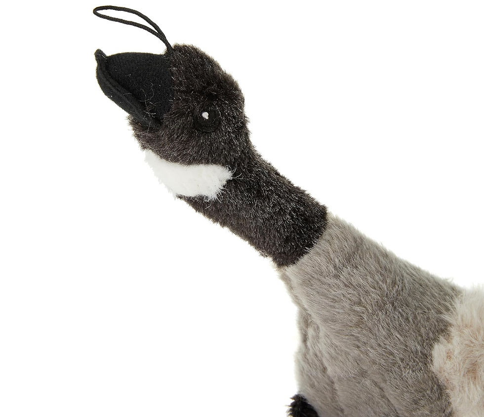 Thumbnail: MAD ABOUT PETS MIGRATOR CANADA GOOSE