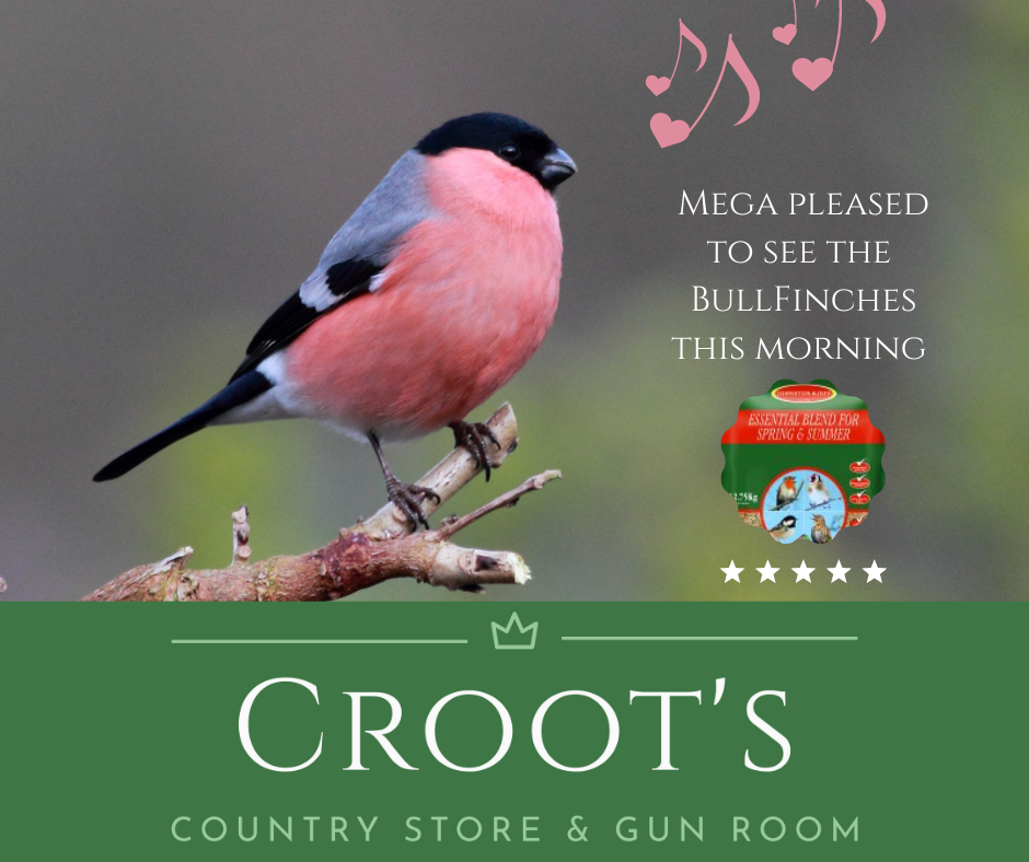 Bullfinches Are Back! content media