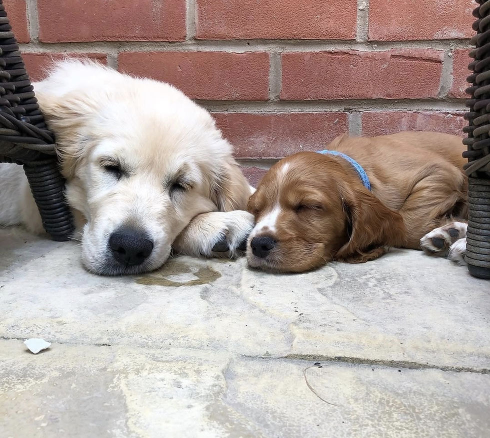 COOPER & AVA