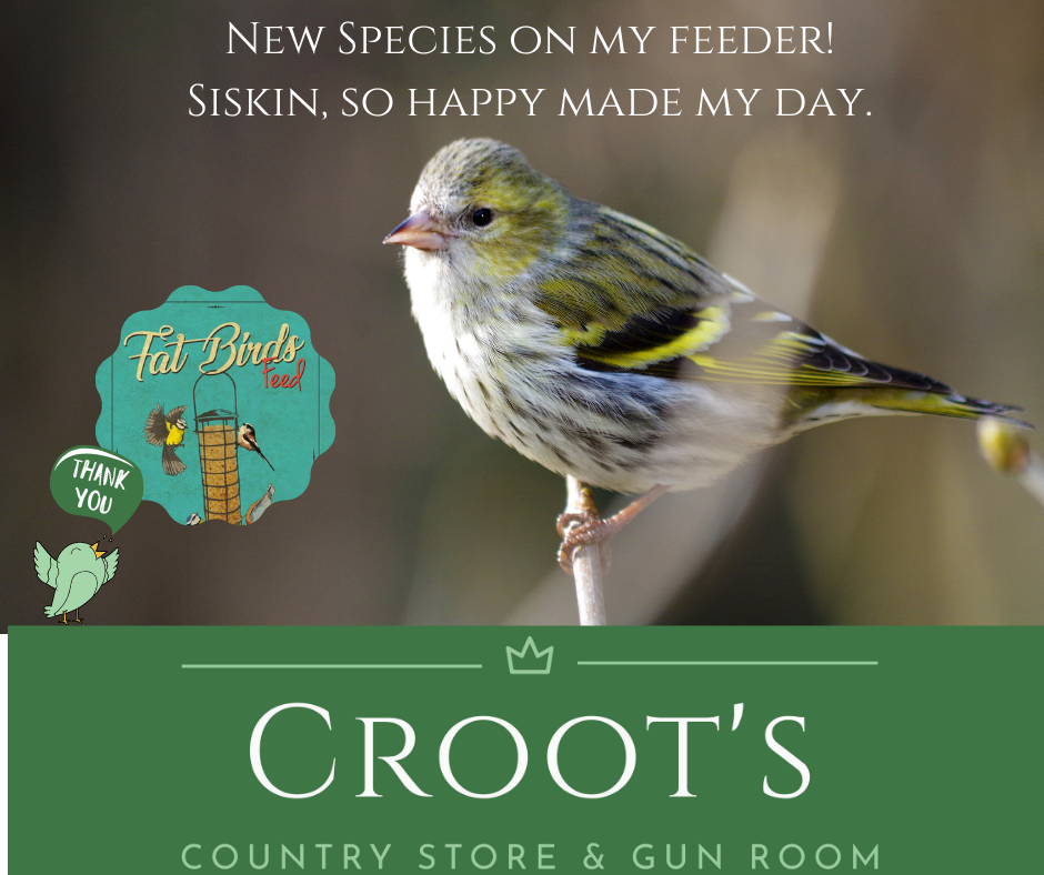 Siskin's have arrived! content media