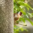 Thumbnail: PECKISH ALL WEATHER SUNFLOWER HEART FEEDER