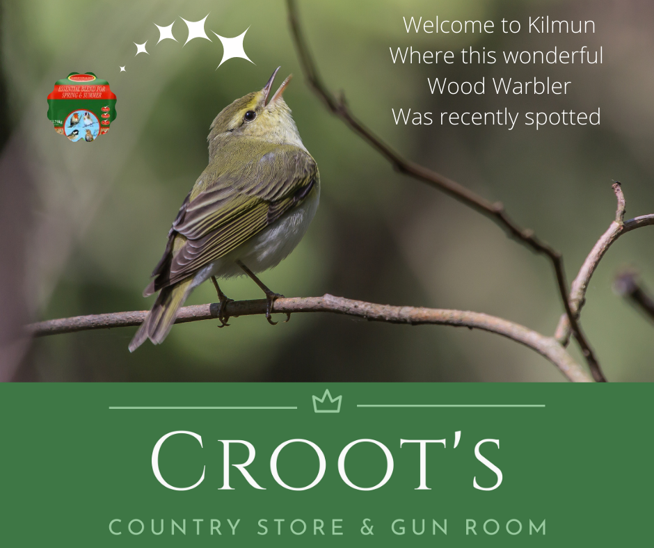 Wood Warbler now visiting us! content media