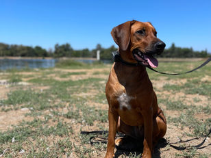 Rhodesian Ridgeback  | Cleo | Oxnard, CA 
