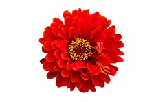 download-30932.png