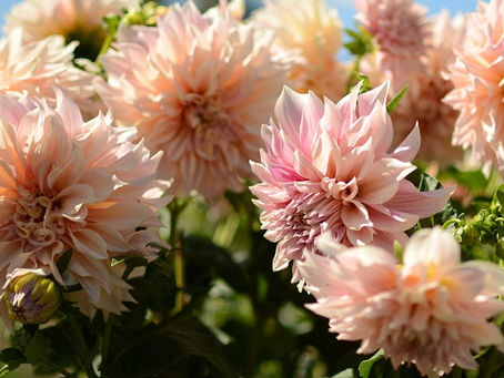 Red Dahlia Project Newsletter 10-24