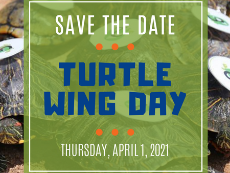 Turtle Wing Kicks of Autism Acceptance Month With Turtle Wing Day